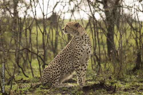 a cheetah warily rests among the trees on the Maasai Mara