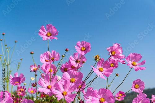 Blooming pink cosmos flowers