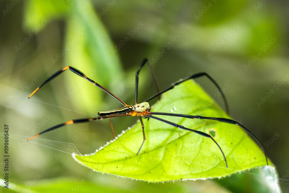 Spider and spider web on green leaf in forest Spider and spider web on green leaf in forest
