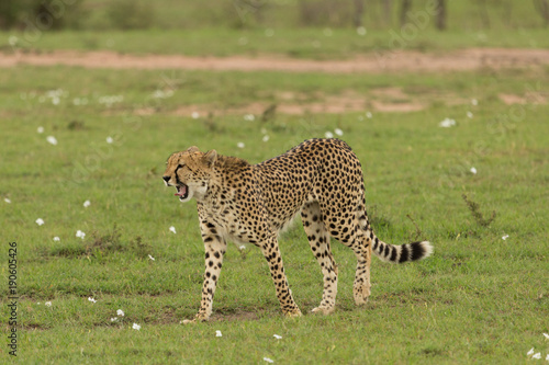 Photography single cheetah walking on the savannah in the Maasai Mara