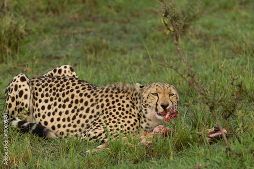 a cheetah munches on its prey in the Maasai Mara © lindacaldwell