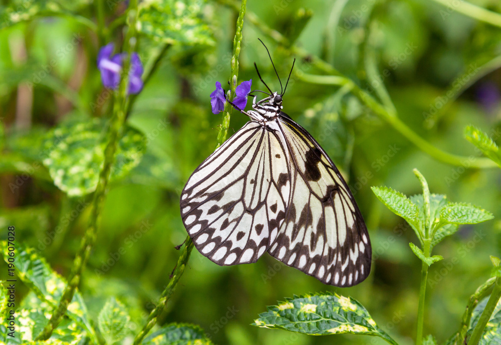 Fototapeta premium Cream and Black Butterfly