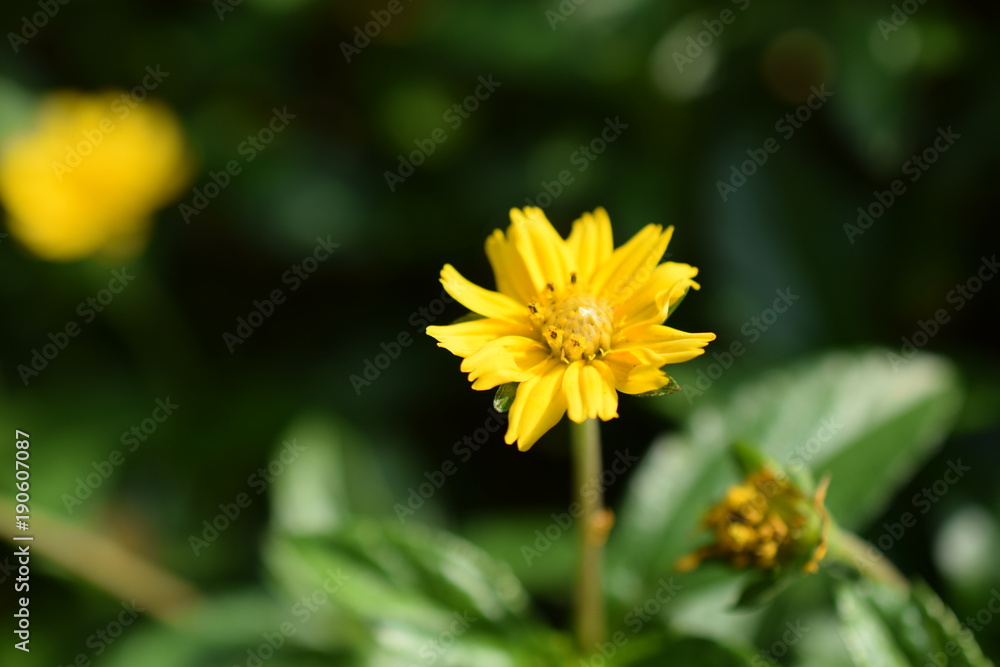 beautiful yellow daisy flowers nature background
beautiful yellow daisy flowers nature background
