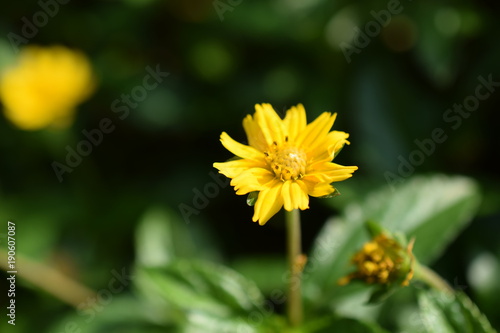 beautiful yellow daisy flowers nature background 