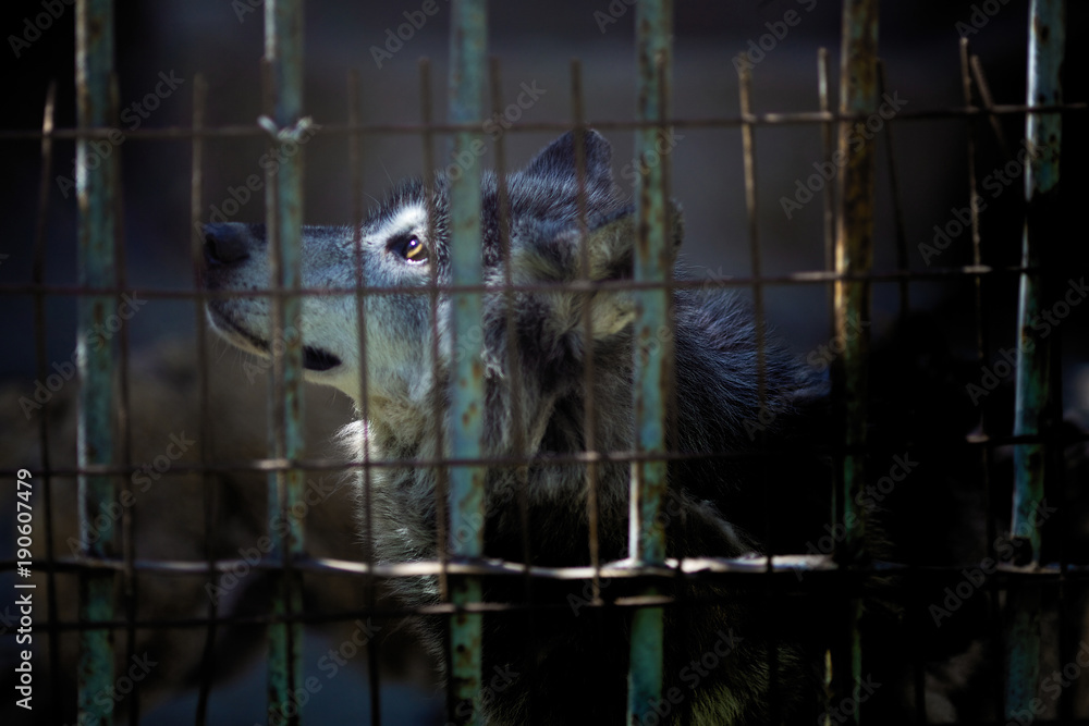 A lone wolf in a cage. Stock Photo | Adobe Stock