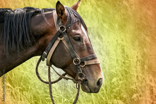 Race horse. Portrait of an old racehorse.Horizontally.Toned.The head of a stallion on a green grass background.