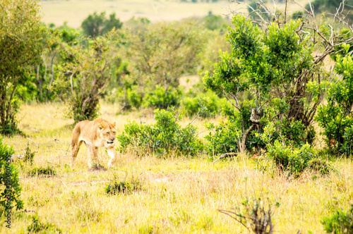Fototapeta Naklejka Na Ścianę i Meble -  Young lion walking in the savannah of Maasai Mara Park in North West Kenya