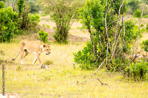 Fototapeta Naklejka Na Ścianę i Meble -  Young lion walking in the savannah of Maasai Mara Park in North West Kenya