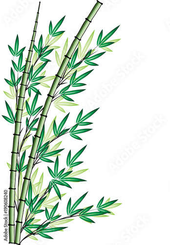 Fototapeta Naklejka Na Ścianę i Meble -  bamboo design