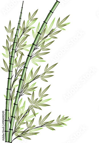 bamboo design
