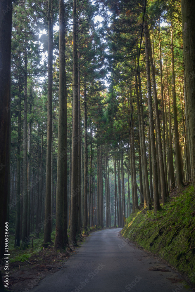 Fototapeta premium 朝日が差し込む京都北山の杉林