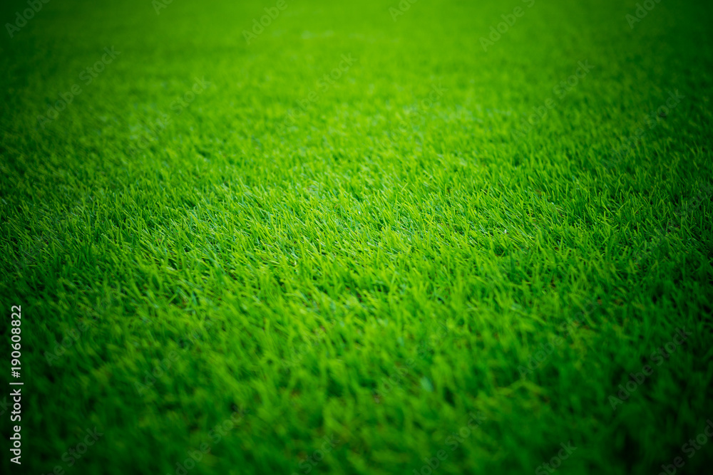 grass field background. green grass. green background