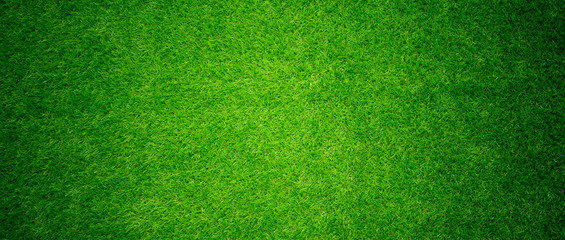 grass field background. green grass. green background