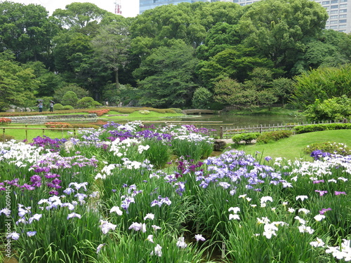 花菖蒲が咲き誇る皇居東御苑の二の丸庭園 photo