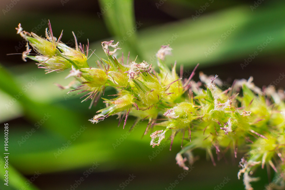 Knotroot foxtail, Slender pigeon grass. close up. macro. Knotroot foxtail, Slender pigeon grass. close up. macro.