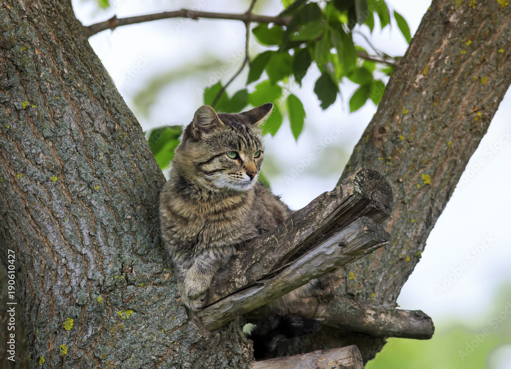 Obraz premium beautiful tabby cat imposingly sprawled on a tree in spring Park