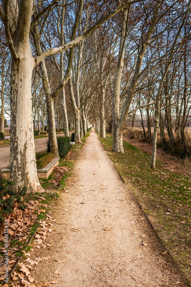 Road flanked by london plane (platanus x hispanica) in San Fernando de Henares on an autumn afternoon.