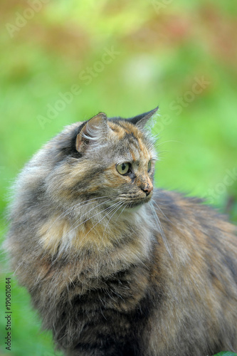 beautiful furry tortoiseshell color cat outdoor photo