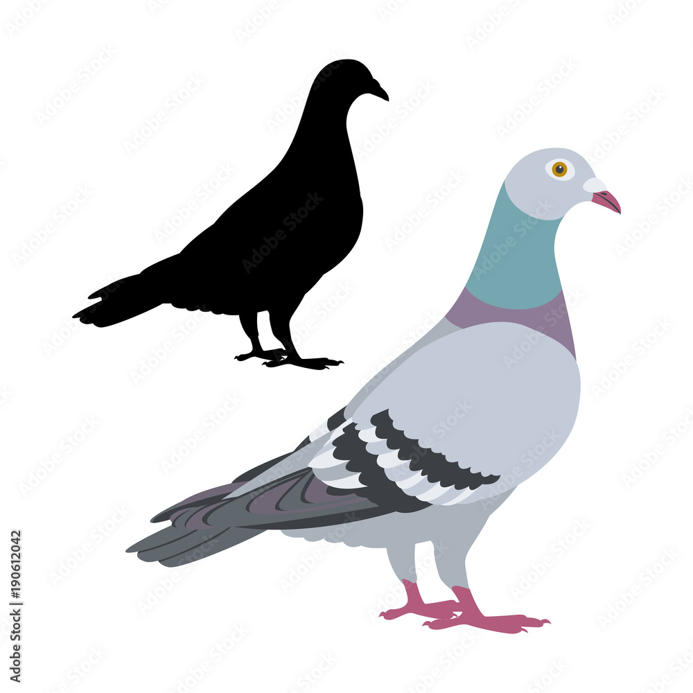 pigeon bird vector illustration flat style black silhouette pigeon bird vector illustration flat style black silhouette
