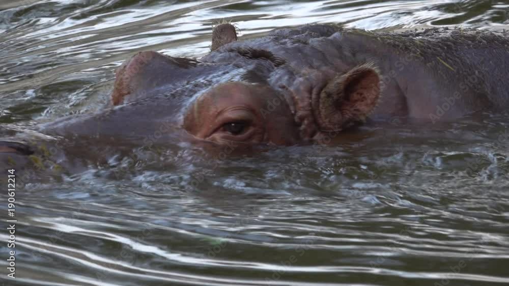 Common hippo (Hippopotamus amphibius) submerged in water Common hippo (Hippopotamus amphibius) submerged in water