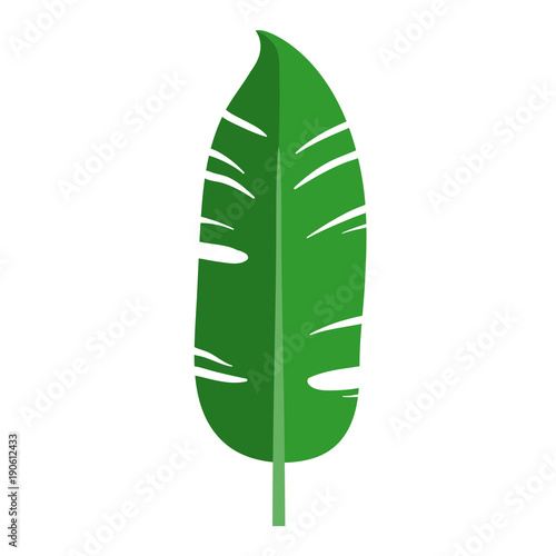 Green plant leaf  banana. Isolated vector illustration on white background.