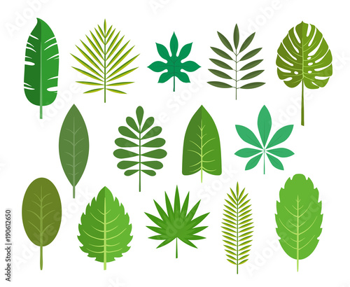 Set of green leaves of tropical plants. Vector illustration.