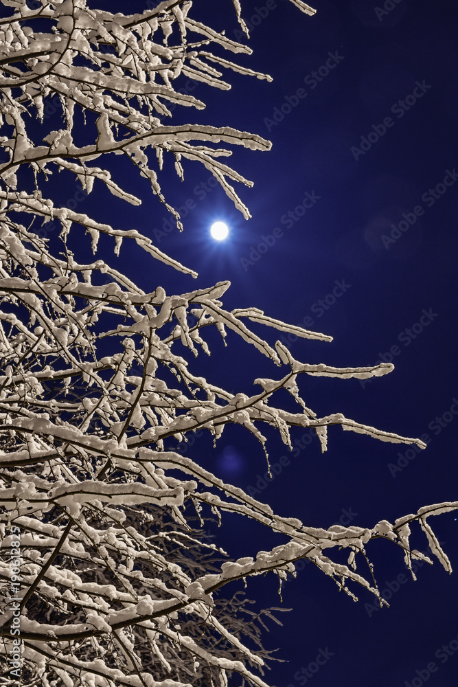 the snow on the branches of trees night image