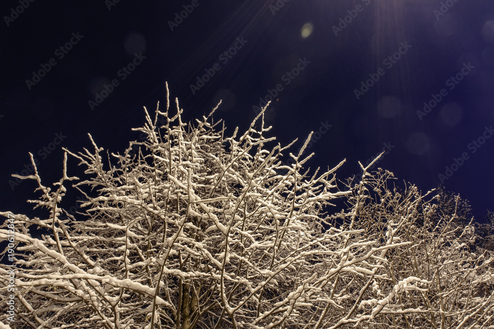 the snow on the branches of trees night image