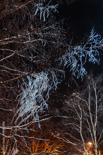 Obraz na płótnie frozen icicles on tree branches night, close up picture w salonie
