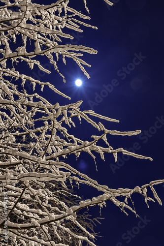 Obraz na płótnie the snow on the branches of trees night image w salonie