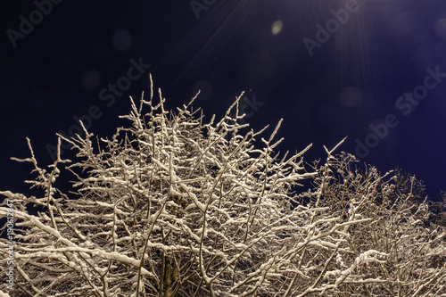 Obraz na płótnie the snow on the branches of trees night image w salonie