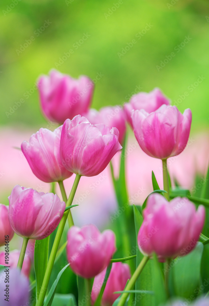 Close-up of pink tulips in a field ,pink tulips in the garden, pink tulip with bokeh..