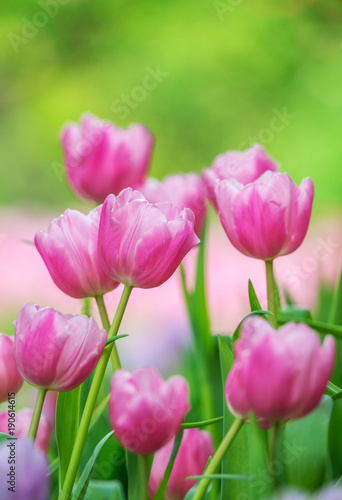 Close-up of pink tulips in a field ,pink tulips in the garden, pink tulip with bokeh..