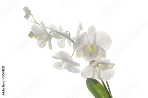 Beautiful white orchid isolated © bignai