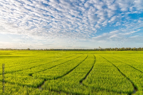 Green rice field with beautiful clouds and sky.