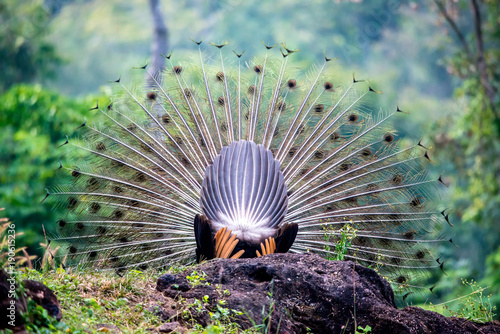 Back of the peacock in Full Display, Beautiful Peacock in the forest, Thailand.