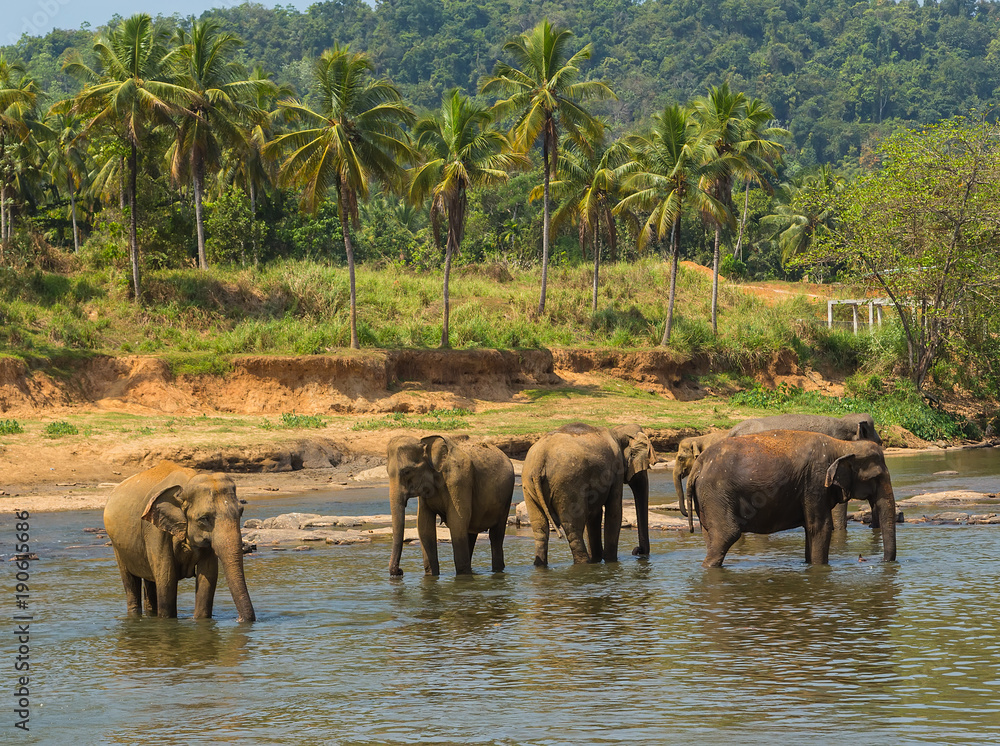 wild family Asia Elephant bath in river spring jungle Ceylon, , Sri Lanka wild family Asia Elephant bath in river spring jungle Ceylon, , Sri Lanka