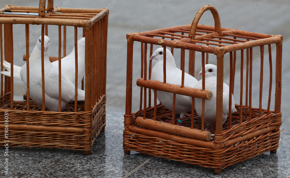 white doves in a wooden cage