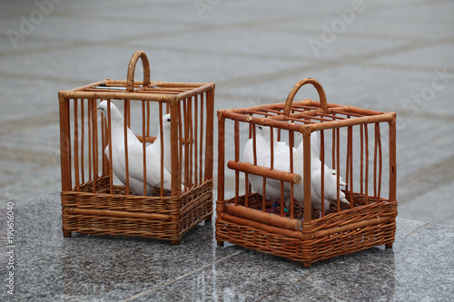 Quadro su tela white doves in a wooden cage