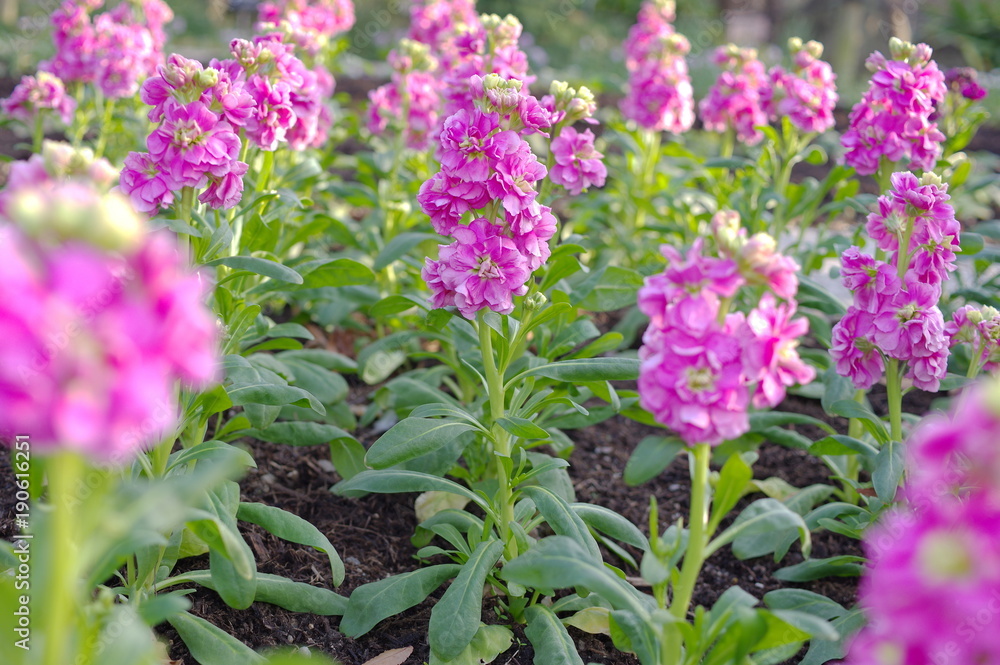 Fototapeta premium ストックの花壇