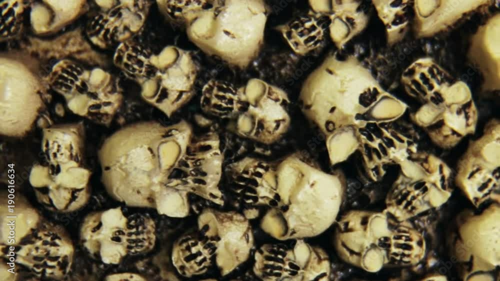 background of small human skulls. video dolly background of small human skulls. video dolly