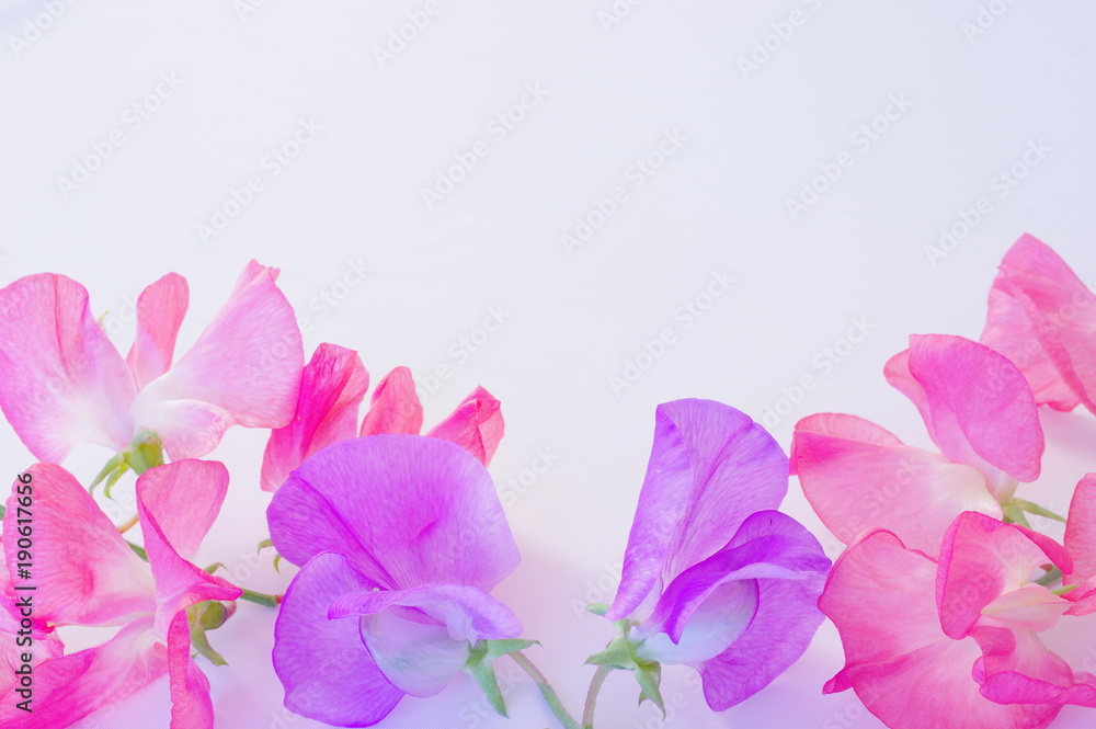 スイートピーの花 スイートピーの花