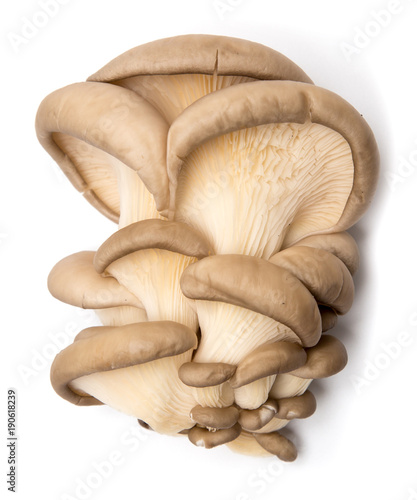 Fresh oyster mushrooms on a white background