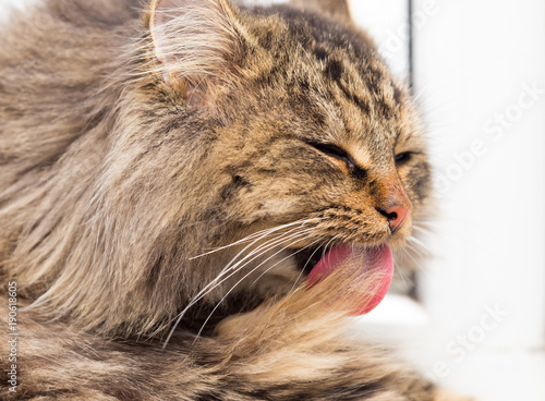 The furry Maine Coon cat washes his tongue
