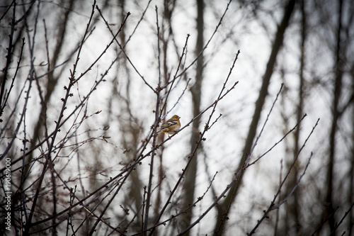 Little Bird in a Tree