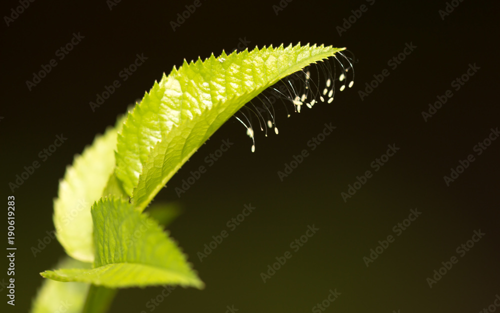 Fototapeta premium Eggs of an insect on a leaf of a tree