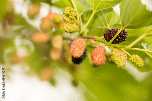 Mulberry berries on a tree in the nature