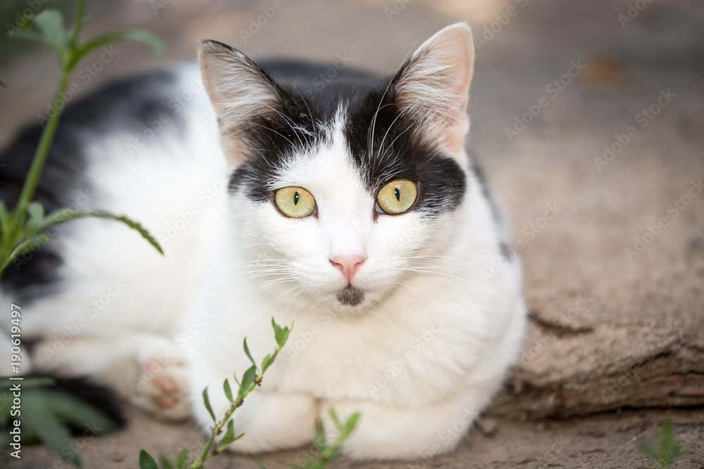 Portrait of a domestic cat in nature