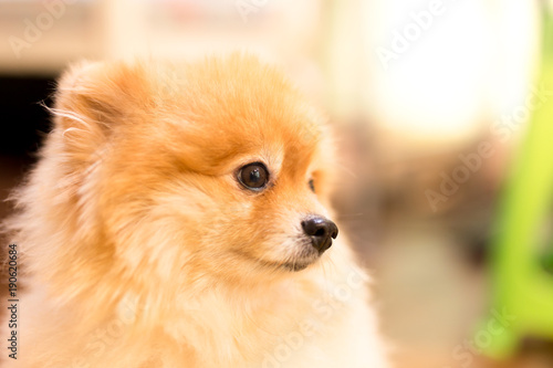 Pomerania dog in blur background