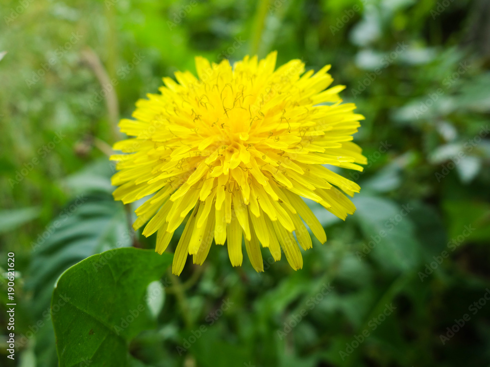タンポポの花 タンポポの花